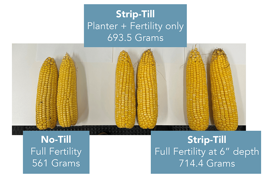 Corn Strip Till harvest progress in Ohio
