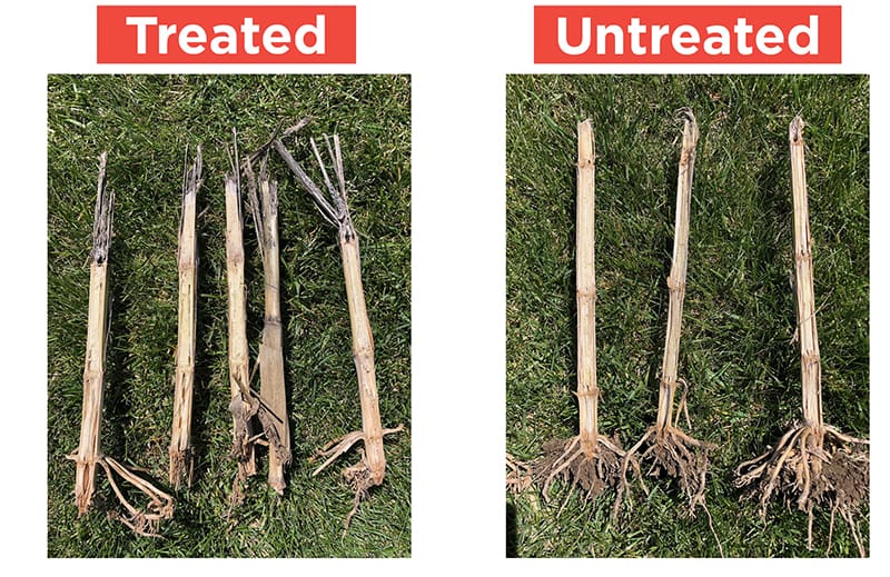 BioBuild Digester Stalk Comparison Image